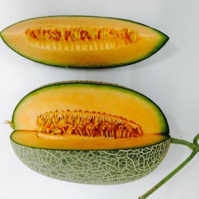 Dưa lưới dài Winfarm