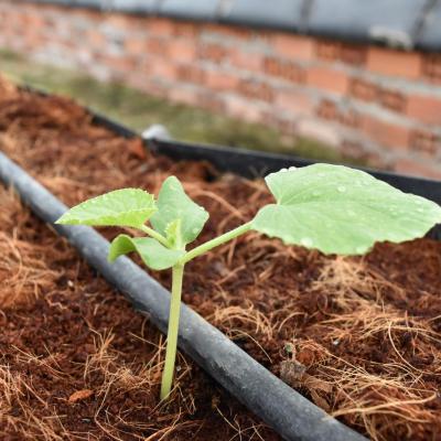 mở rộng 1 - không xài