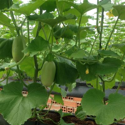 mở rộng 1 - không xài