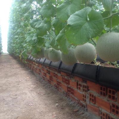 Dưa lưới tròn ruột cam