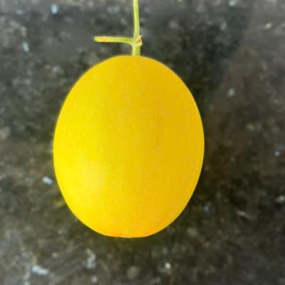 Dưa Kim Giống Thái