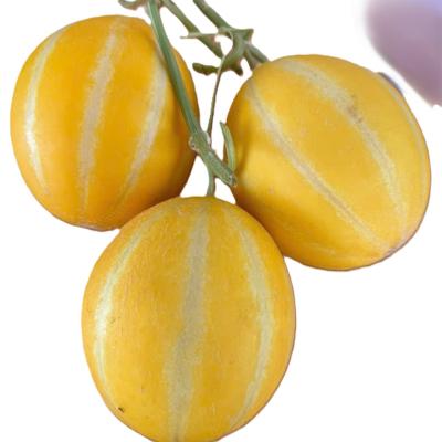 Dưa lê giống Hàn Quốc