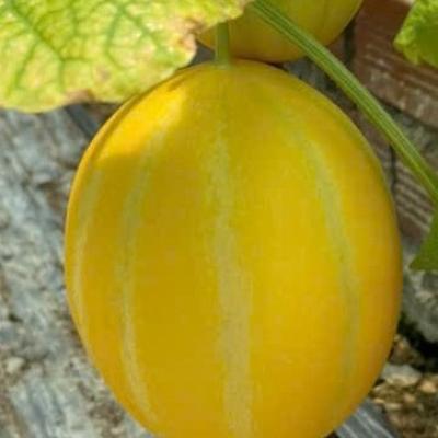 Dưa Lê Giống Hàn Quốc